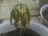 plant.jpg