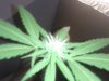 bud.jpg