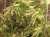 Forest of Buds.JPG