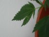 day20-7.jpg