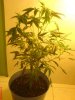 DSC01587.jpg
