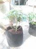 IMG_20201030_112318.jpg