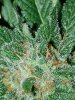 IMG_20201102_183906.jpg