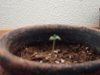 Sprout Day 3.jpg
