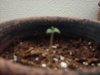 Sprout Day 3 (2).jpg