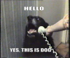 dogphone.png