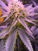 Sam - Grow 1 - day 29_PHOTO-2020-05-20-11-40-40 (8).jpg