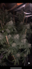 D4A51762-73BB-4705-A5AA-149248ADCB57.png