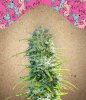 SexBud-V3-scaled.jpg