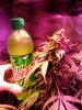 IMG_20201119_173314.jpg