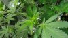 bud site papaya.jpg