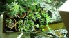 clones under the 250.jpg