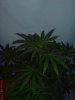 DSC00018.jpg