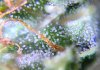 cannabis-trichomes-milky-white-ready-harvest.jpg