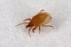 hypoaspis_miles_mites.jpg