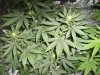 Day16Flower 002.jpg
