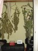 DSC02115.jpg