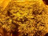 thumbnail_Resized_20201202_182604.jpg
