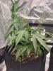 20201208_105401.jpg 20201208_105401.jpg
