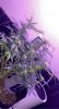 CB1A87BF-7502-4A6B-A47F-A19B316D267C.jpeg