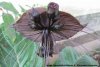 Vlack-bat-flower.jpg