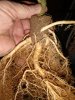 IMG_20201211_190506905.jpg