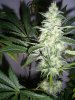 sour banana og punch.jpg