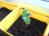 DSC00238.jpg