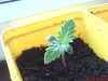 DSC00239.jpg