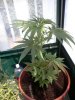myplant at 24 inches.jpg