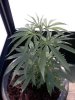 plant2 at 19 inches.jpg