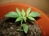 day15-3.jpg