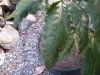 DSCN0410.jpg