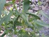 DSCN0411.jpg