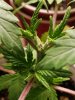 20201214_flowerz.jpg