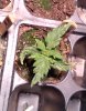 12-05-2020 (16 days from seed).jpg
