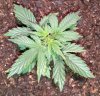 12-14-2020 (25 days from seed-2).jpg