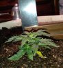 12-14-2020 (25 days from seed-3).jpg