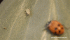 DL_ladybugs_aphid-munch_720.gif