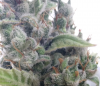 ak47day70.PNG