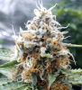 tangie1day70.PNG