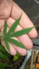 IMG_20201124_003251535.jpg