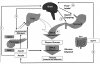 glucose heostasis.jpg