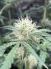 Cleeko-Grows-26.jpg