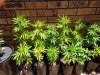 SHELF-01-plants-overall-overview.jpg