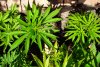 SHELF-02-plants-tops-closer-up.jpg