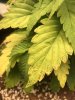 IMG_0293.jpeg