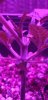 Screenshot_20201225-163858_Gallery.jpg