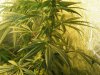 Grow09 092.jpg