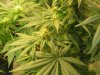 Grow09 093.jpg